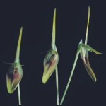 Zeldzame Barbosella dolichorhiza orchidee met witte bloemen en groene bladeren.