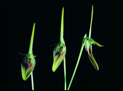 Zeldzame Barbosella dolichorhiza orchidee met witte bloemen en groene bladeren.