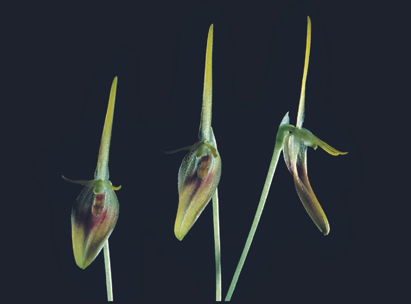 Zeldzame Barbosella dolichorhiza orchidee met witte bloemen en groene bladeren.
