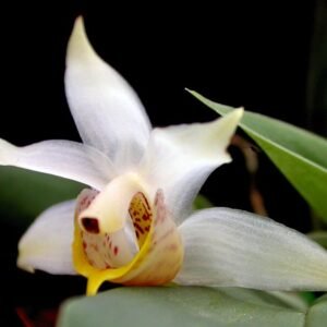 Benzingia plant met kleigrond attribuut in pot.
