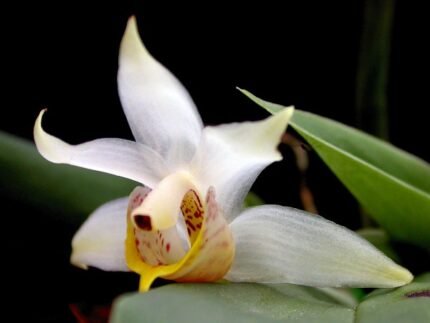 Benzingia plant met kleigrond attribuut in pot.