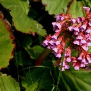 Bergenia schoenlappersplant met groene bladeren en roze bloemen.