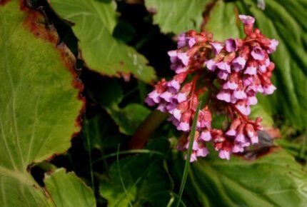 Bergenia schoenlappersplant met groene bladeren en roze bloemen.