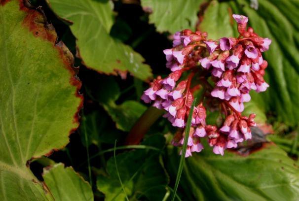 Bergenia schoenlappersplant met groene bladeren en roze bloemen.