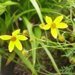 Gele Bidens ferulifolia bloemen in volle bloei.
