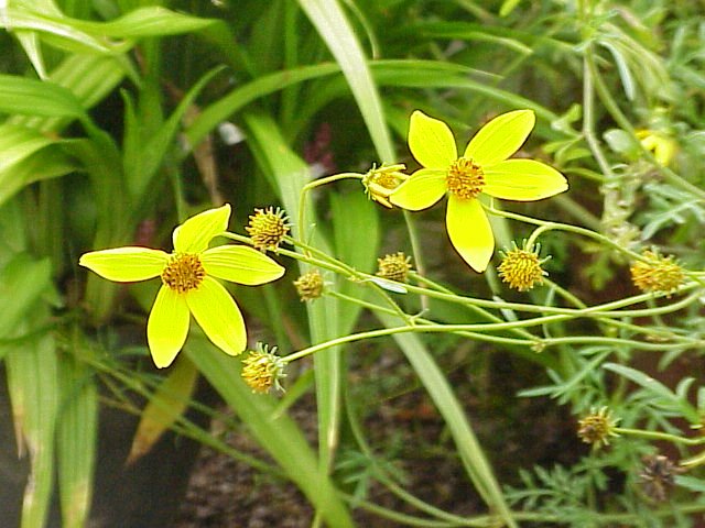 Gele Bidens ferulifolia bloemen in volle bloei.