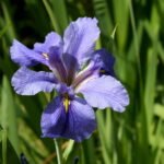 Hexagonale Iris ser. Hexagonae in paars en geel met groene bladeren.