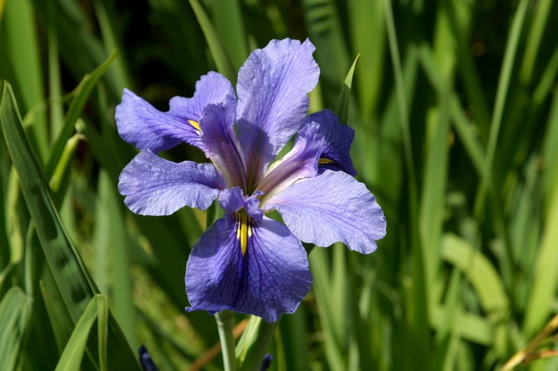 Hexagonale Iris ser. Hexagonae in paars en geel met groene bladeren.