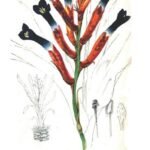 Pink-flowered Quesnelia liboniana plant with elongated leaves in pot.