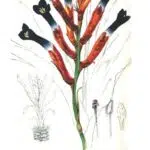 Pink-flowered Quesnelia liboniana plant with elongated leaves in pot.