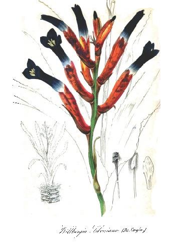 Pink-flowered Quesnelia liboniana plant with elongated leaves in pot.