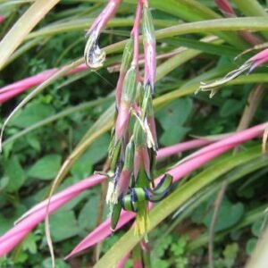 Bloeiende Billbergia nutans plant met hangende lichtroze bloemen.