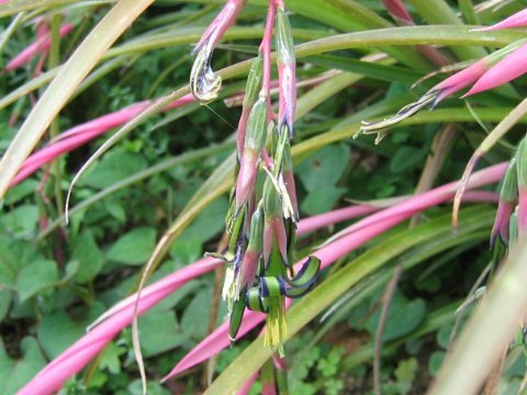 Bloeiende Billbergia nutans plant met hangende lichtroze bloemen.