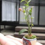 Kusamono en shitakusa arrangement op kleigrond.