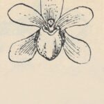 Prachtige orchideeën van de Bogoria Papuana Atlas in Nieuw-Guinea.