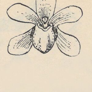 Prachtige orchideeën van de Bogoria Papuana Atlas in Nieuw-Guinea.