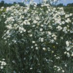 Boltonia asteroides bloemen in zachtroze en helderwit tegen groen blad.