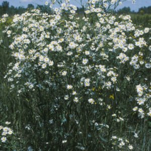 Boltonia asteroides bloemen in zachtroze en helderwit tegen groen blad.