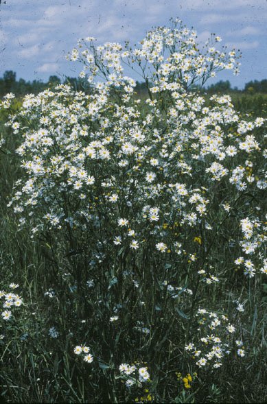 Boltonia asteroides bloemen in zachtroze en helderwit tegen groen blad.