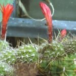 Loxanthocereus sextonianus cactus met gele stekels en groene stam in pot.