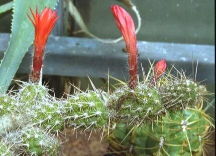 Loxanthocereus sextonianus cactus met gele stekels en groene stam in pot.