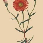 Lampranthus bicolor vetplant met levendige roze en gele bloemen in een tuin setting.