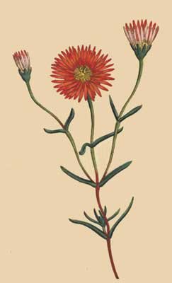 Lampranthus bicolor vetplant met levendige roze en gele bloemen in een tuin setting.