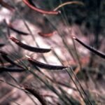 Bouteloua gracilis siergras in bloei zonder tuinomgeving.