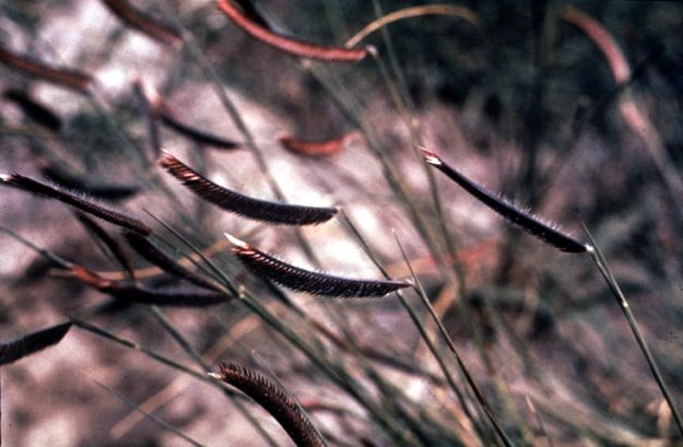 Bouteloua gracilis siergras in bloei zonder tuinomgeving.