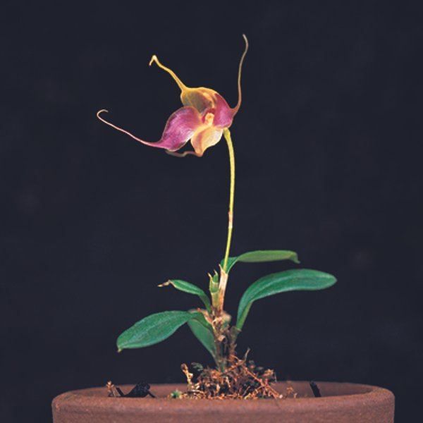 White Brachionidium folsomii orchid flowers on green stem.