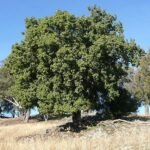 Brachychiton populneus boom met groene bladeren