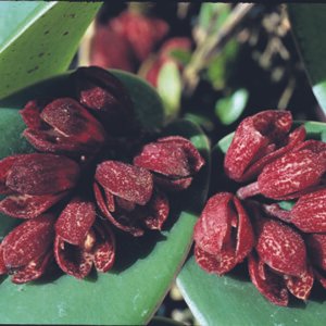 Yellow blooming Acianthera johnsonii orchid in dark green setting.
