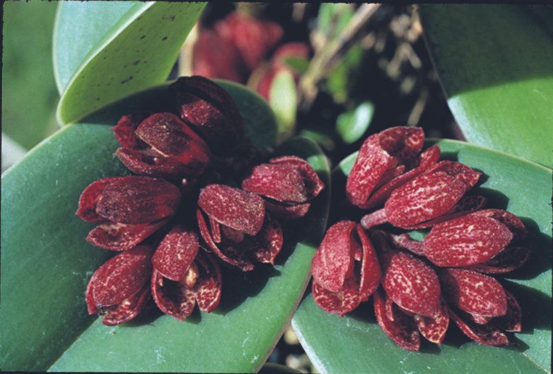 Yellow blooming Acianthera johnsonii orchid in dark green setting.