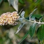 Oranje en gele bloemen van Buddleja × weyeriana in schaduwrijke omgeving.