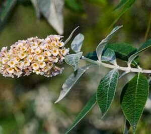 Oranje en gele bloemen van Buddleja × weyeriana in schaduwrijke omgeving.