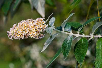 Oranje en gele bloemen van Buddleja × weyeriana in schaduwrijke omgeving.