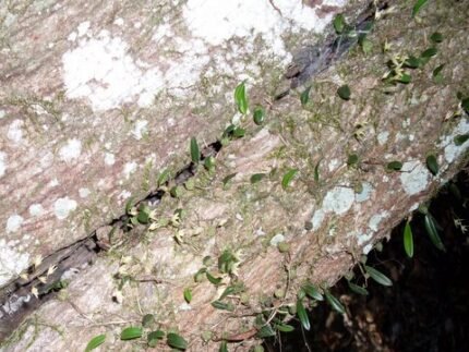 Bulbophyllum sect. Adelopetalum orchidee bloem in Royal National Park.