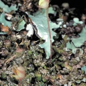 Bulbophyllum globuliforme orchidee met ronde bloemen op houten achtergrond.