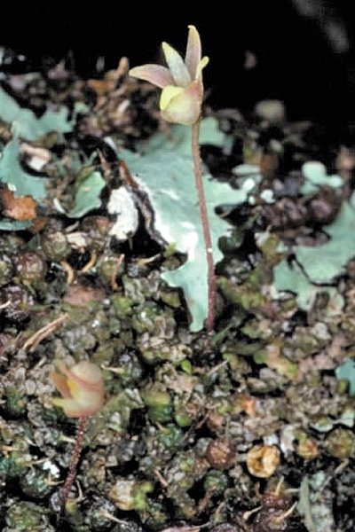 Bulbophyllum globuliforme orchidee met ronde bloemen op houten achtergrond.