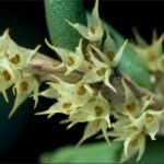 Yellow and green Bulbophyllum sect. Oxysepala orchid flowers on wooden background.