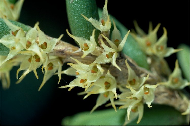 Yellow and green Bulbophyllum sect. Oxysepala orchid flowers on wooden background.