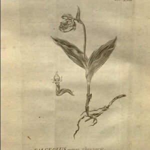 Close-up van rode en gele Cypripedium guttatum bloem in detail.