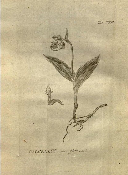 Close-up van rode en gele Cypripedium guttatum bloem in detail.