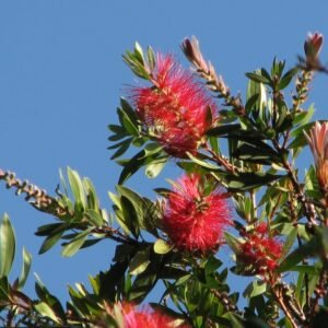 Rode Callistemon 'Splendens' bloemen in bloei.