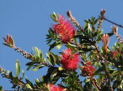 Rode Callistemon 'Splendens' bloemen in bloei.