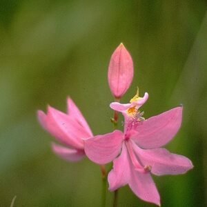 Calopogon tuberosus orchidee bloeit op kleigrond in Texas.