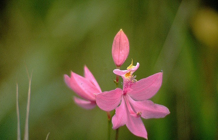 Calopogon tuberosus orchidee bloeit op kleigrond in Texas.
