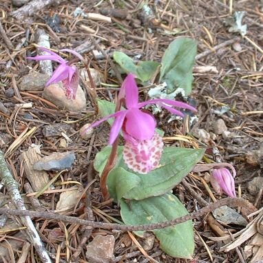 Prachtige Calypsoinae orchidee bloem in paars en wit.