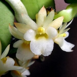 Exotische Calyptrochilum christyanum orchidee met gele en paarse bloemblaadjes.