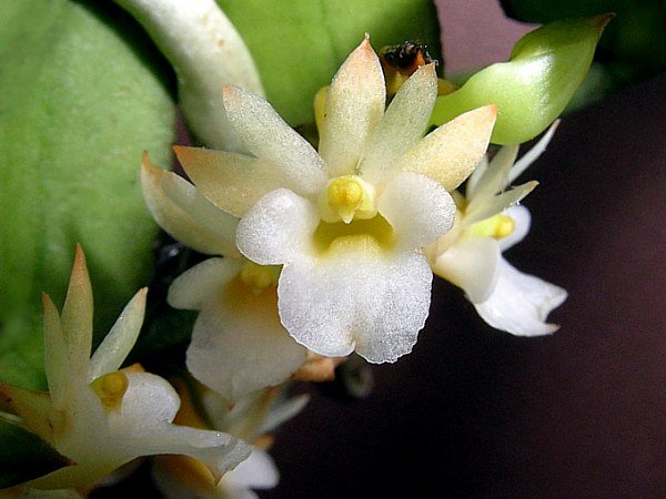 Exotische Calyptrochilum christyanum orchidee met gele en paarse bloemblaadjes.